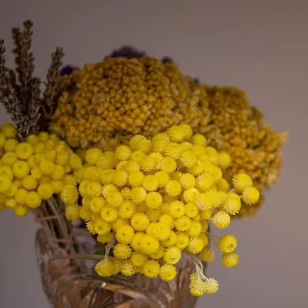 Bozena * Мали-Лошинь